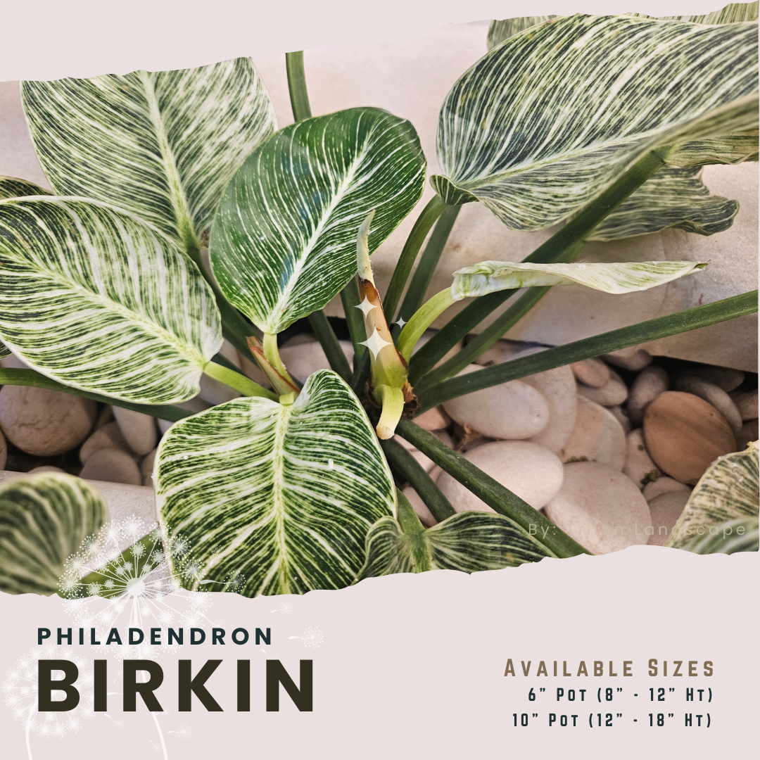 10" Philodendron Birkin, Green Galaxy