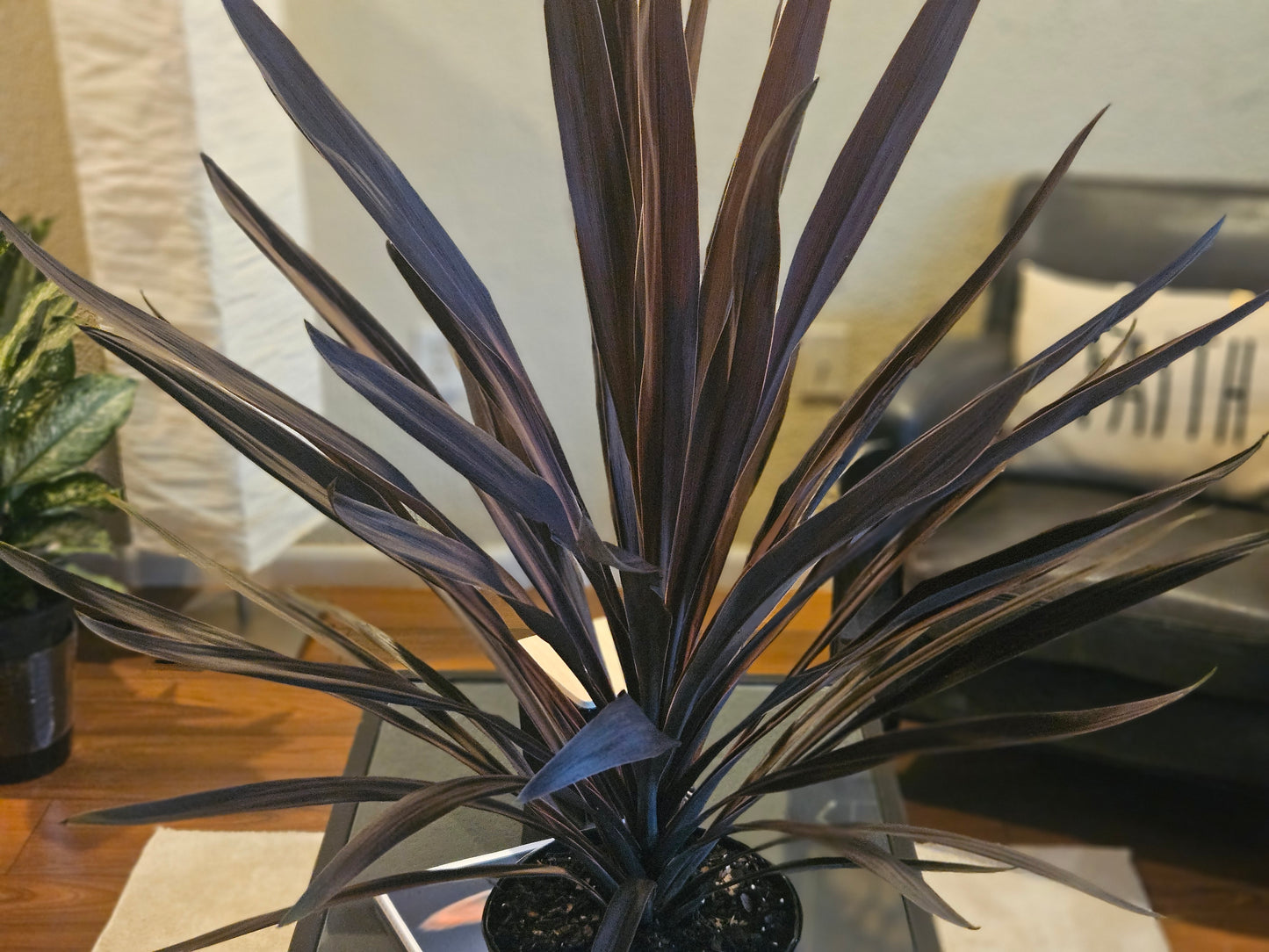 8" Red Sensation Cordyline