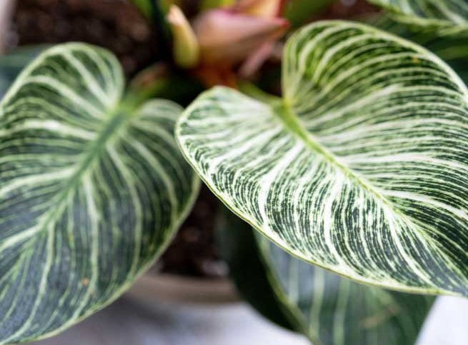 10" Philodendron Birkin, Green Galaxy
