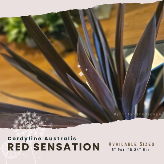 8" Red Sensation Cordyline