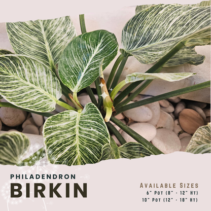 10" Philodendron Birkin, Green Galaxy