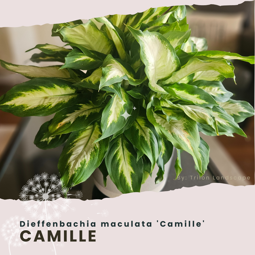 CAMILLE