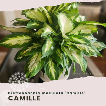 CAMILLE