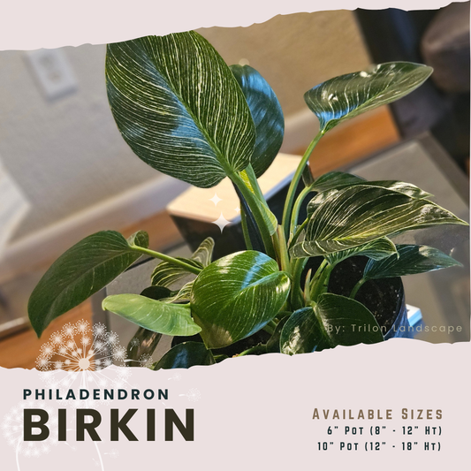 10" Philodendron Birkin, Green Galaxy