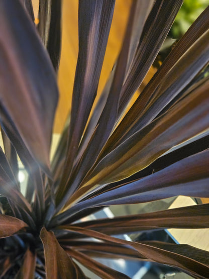 8" Red Sensation Cordyline