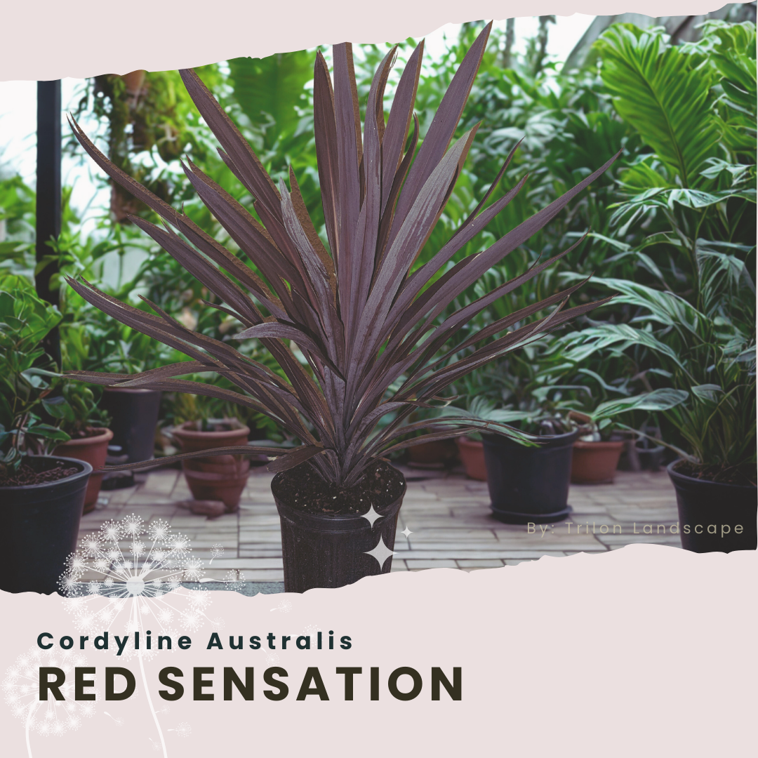 8" Red Sensation Cordyline