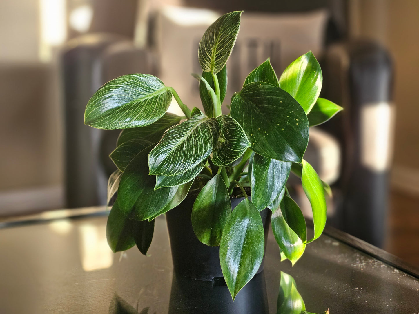 10" Philodendron Birkin, Green Galaxy